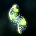细胞进化免费版
