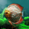 热带鱼水族馆游戏下载