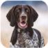 猎犬模拟器安卓最新版下载