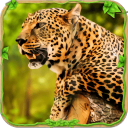 金钱豹模拟器安装