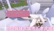 《小猫咪大城市》老虎帽获得方法