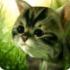 猫咪追寻安卓官方版最新下载