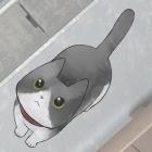 流浪猫的故事下载安装