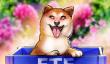 狗狗币首个ETF上线，DOGE价格能涨多高？一文了解