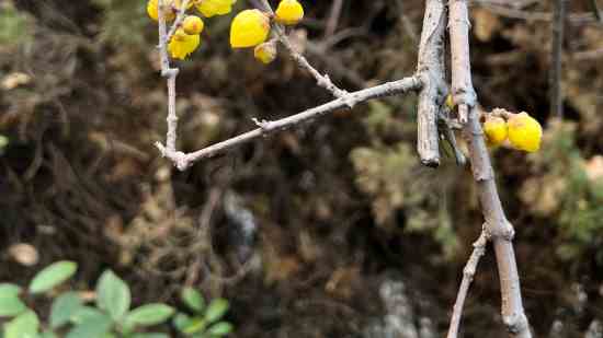 大话西游游戏名字5个字