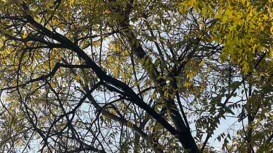 一看就是萌妹子游戏名