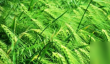 《手工星球小麦的获取技巧解析》