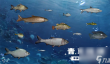 《天天钓鱼》水族箱收入怎么算