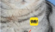 《快看漫画》设置自动购买方法