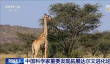 长颈鹿脖子长是后天努力吗！中国科学家发现基因封条