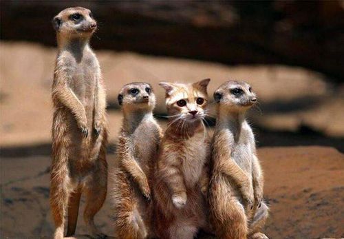 闪耀暖暖好听的女生游戏名字(200个) 游戏名字