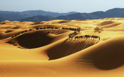 属虎女孩五行缺木名字大全  生肖取名