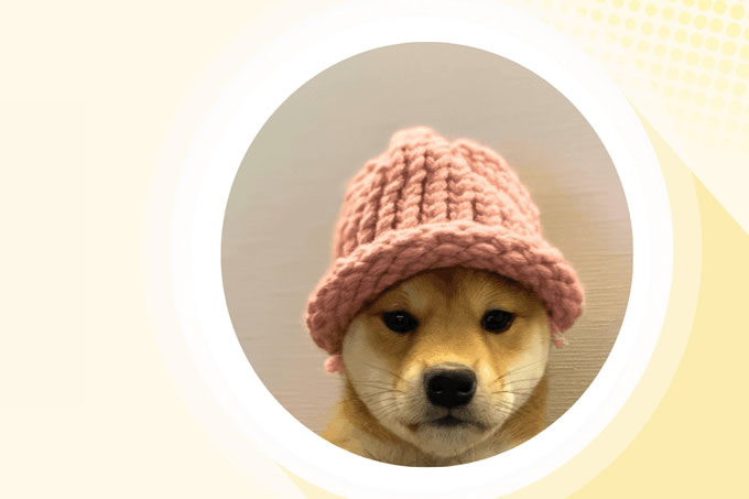 Dogwifhat （WIF） 价格预测2025 年、2026 年、2027 年– 它能否主导模因币领域？_wishdown.com