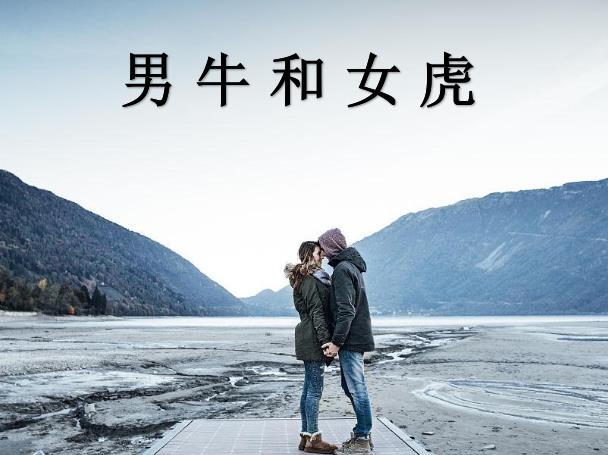 男牛和女虎配吗
