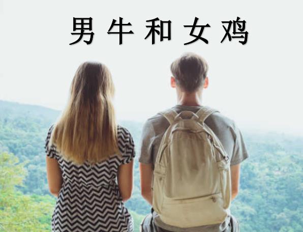 男牛和女鸡配吗