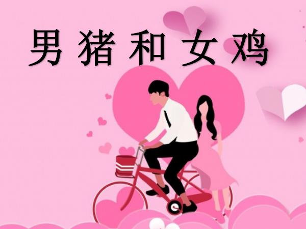 男猪和女鸡配吗