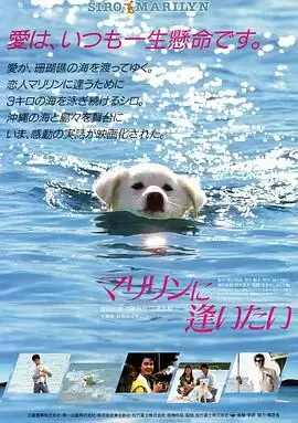 电影《想见玛丽琳》剧情介绍