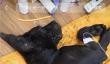 几块钱给猫狗看病爆火，“兽医界华佗”狂揽500万粉丝
