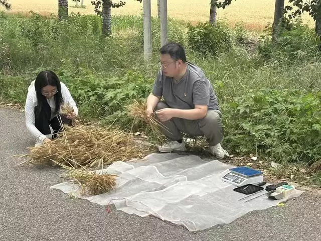 夏粮产量调查用上天眼与AI，科技赋能北京农业调查