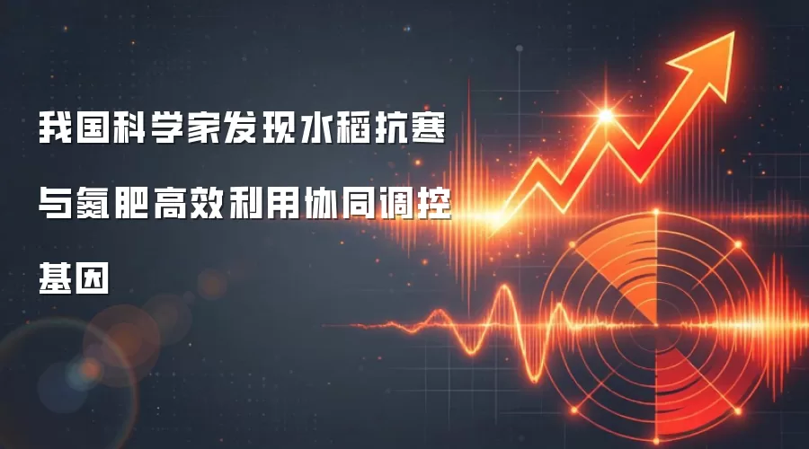 我国科学家发现水稻抗寒与氮肥高效利用协同调控基因