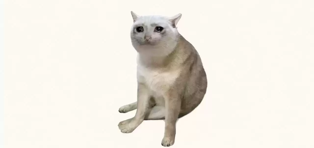 分析师如何评价CASHCAT？