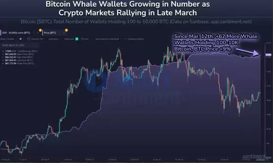 Santiment：比特币巨鲸开始重新累积BTC！山寨季无法到来是meme币影响？
