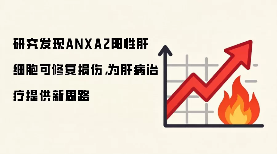 研究发现ANXA2阳性肝细胞可修复损伤,为肝病治疗提供新思路