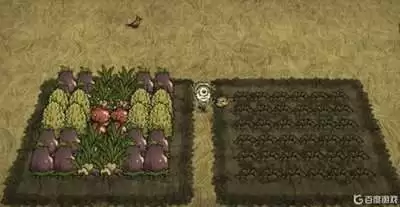 饥荒农作物种植有哪些技巧